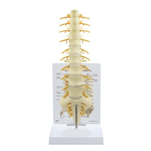 Gpi Anatomical Anatomical Model - Spine - Sacrum-T8 1510